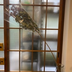 ドライフラワー スモークツリー 枝長めの画像