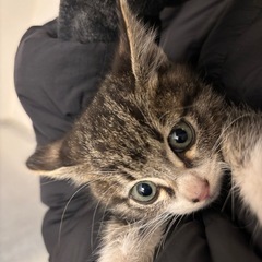 【急募】推定2ヶ月　くりくりおめめの可愛い子猫♡