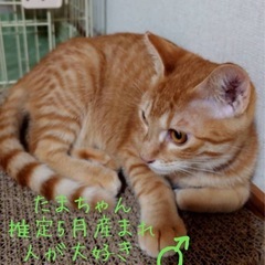 たまちゃん♂　寂しがりやで甘えん坊　推定5月生　11月8日㈯立川...