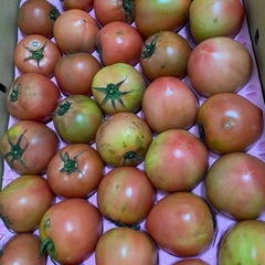 トマト🍅の画像