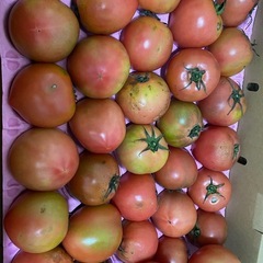 トマト🍅の画像