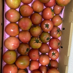 トマト🍅の画像