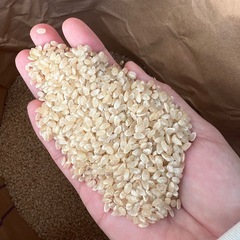 新米　コシヒカリ　玄米　30キロ④の画像