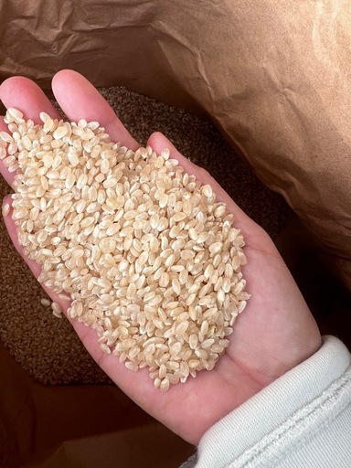 新米　コシヒカリ　玄米　30キロ④