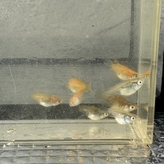 メダカ　MIXダルマの画像