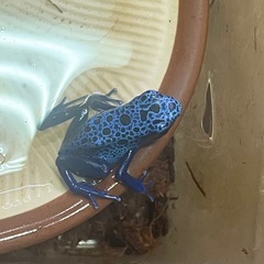 【購入決まりました】カエル3匹　h33様の画像