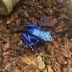 【購入決まりました】カエル3匹　h33様の画像