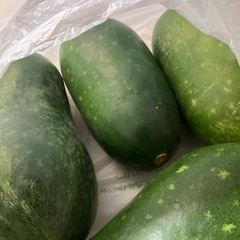 冬瓜　5個の画像