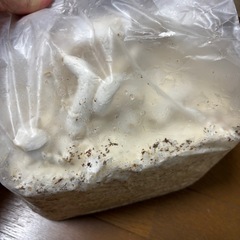 菌糸ブロックの画像