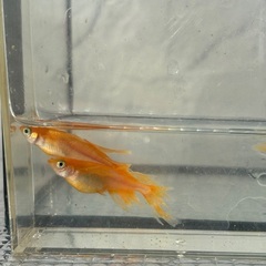 メダカ　極上パーティードレスの画像