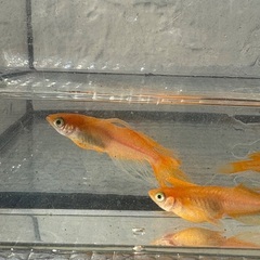 メダカ　極上パーティードレスの画像