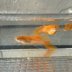 メダカ　極上パーティードレスの画像