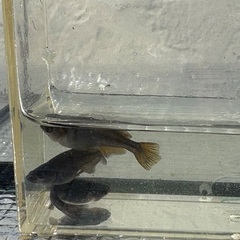 メダカ　ブラックランスの画像