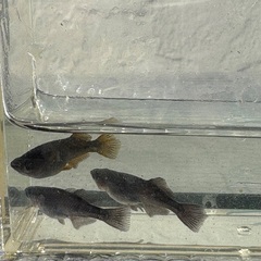 メダカ　ブラックランスの画像