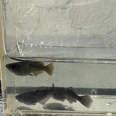 メダカ　ブラックランスの画像