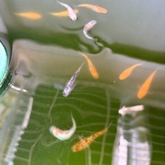 メダカ　月華の画像