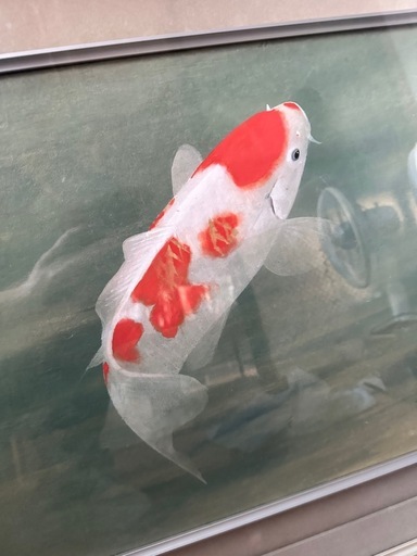 川村憲邦　“遊鯉”　日本画　Ｆ１０（１０号）