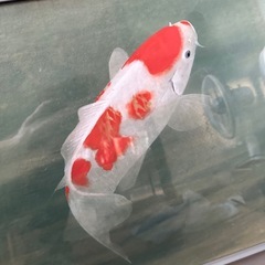 川村憲邦　“遊鯉”　日本画　Ｆ１０（１０号）の画像