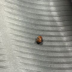 BS BRIDGESTONE NEXTRY 175/60R16 16インチ 夏タイヤ 4本 バリ溝 ラクティス イグニス クロスビー トレジア等　(STL041)の画像