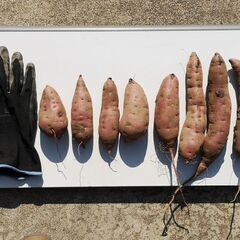 べにはるか S,Mサイズミックス 5kg2,000円 傷あまりなし 焼いもに最適！さつまいも(大量購入値引きあり)の画像