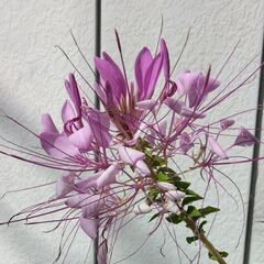 花について