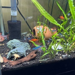 水槽、水草、の画像