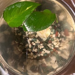 グッピー稚魚の画像