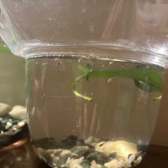 グッピー稚魚の画像