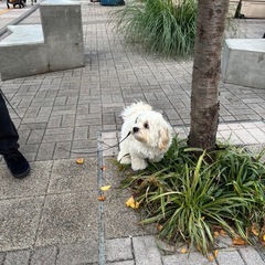 緊急募集⚠️マルプー生後7ヶ月 里親募集‼️