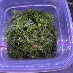 水草
ウィローモスの画像