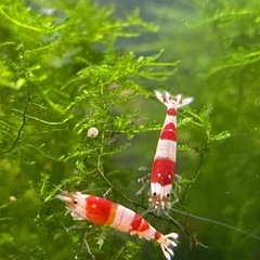 レッドビーシュリンプの画像