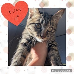 生後3ヶ月ぐらいのキジトラ♂