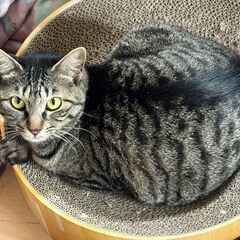 気立は良いが不運なキジトラ女子。エイズに負けず仲良しくんと…