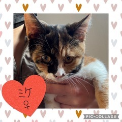 3ヶ月ぐらいのミケ♀