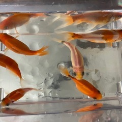 透明鱗　ミックス金魚　6匹セット！の画像