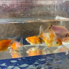 透明鱗　ミックス金魚　6匹セット！の画像