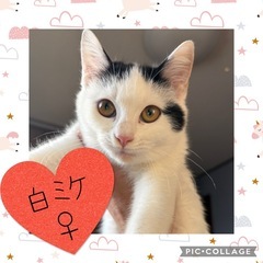 しっぽだけミケの女の子♀