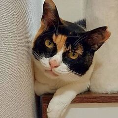 撫でられ好きの正統派ミケ美人。甘噛みは少し強めです