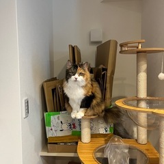 木製キャットタワー 譲ります（6月購入・美品）の画像