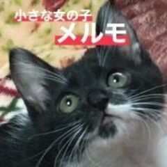 ゴロゴロ小柄　女の子　2か月半