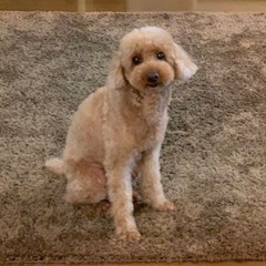 トイプードルの女の子/14歳/小春(こはる)