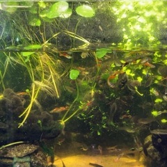 【無料】45センチ水槽の熱帯魚・器具すべて譲ります！の画像