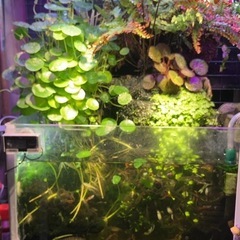 【無料】45センチ水槽の熱帯魚・器具すべて譲ります！の画像