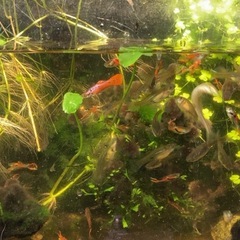 【無料】45センチ水槽の熱帯魚・器具すべて譲ります！の画像