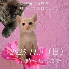 🌹🌹🐈猫さん譲渡会🐈‍⬛🌹🌹