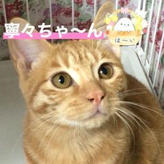 穏やかな伸びしろたっぷり　茶トラ　姉妹5か月