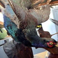 【豪華セット】剥製3体&木彫り1体の画像