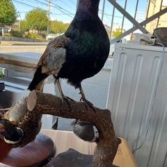 【豪華セット】剥製3体&木彫り1体の画像