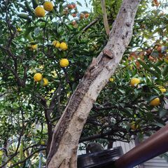 （J-954)　ゆず/柚子（無農薬）*引取り限定(加古川市　鶴林寺前）の画像