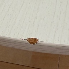 楕円テーブル✖️そたつコタツの画像